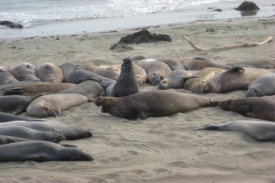 ../image/elephant seals near san simeon 9.jpg